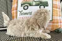 Milo, a male Maltipoo for sale in Mobile, AL – 6 of 7