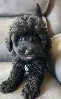 Max, a male Poodle - Toy  and Toy Australian Shepherd for sale in Mobile, AL – 3 of 7