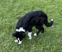 Charlie, a female Border Collie for sale in Mobile, AL – 3 of 4