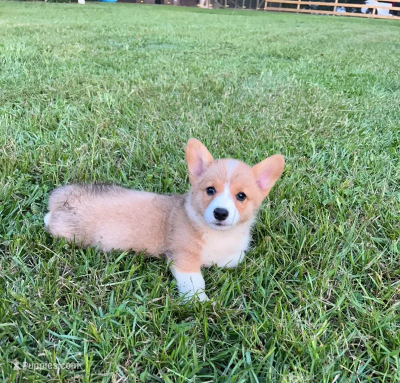 Sally – Pembroke Welsh Corgi puppy for sale in Mobile, AL