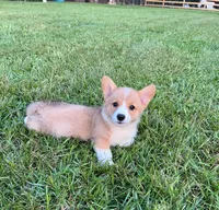Sally, a female Pembroke Welsh Corgi for sale in Mobile, AL – 1 of 1