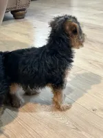 Scout, a male Yorkshire Terrier for sale in Mobile, AL – 5 of 7