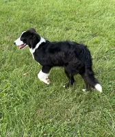 Charlie, a female Border Collie for sale in Mobile, AL – 4 of 4