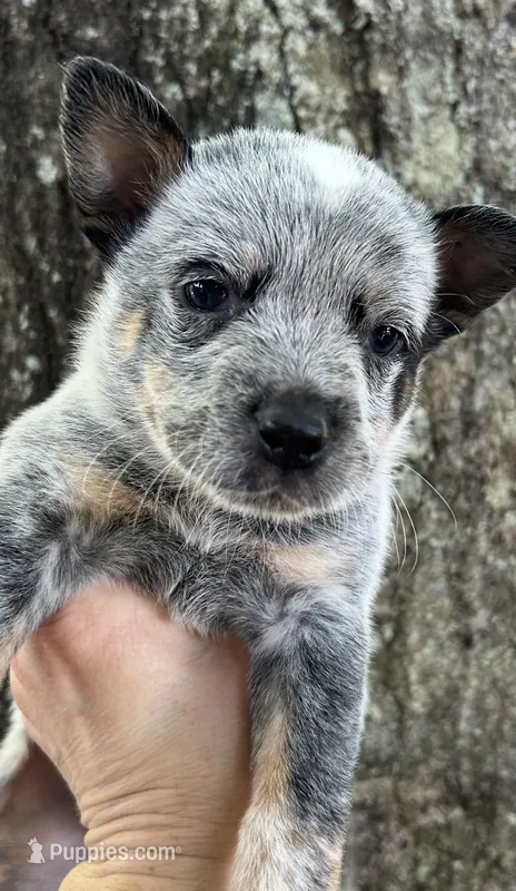 Hank – Australian Cattle Dog puppy for sale in Mobile, AL