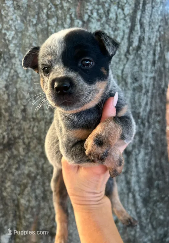Dixie – Australian Cattle Dog puppy for sale in Mobile, AL