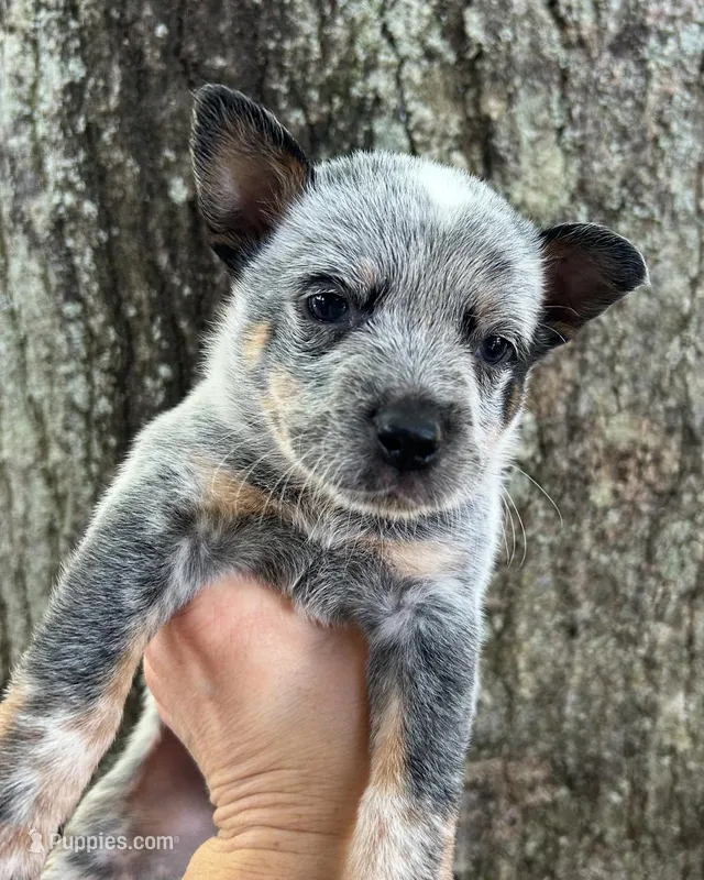 Hank – Australian Cattle Dog puppy for sale in Mobile, AL