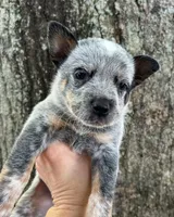 Photo of Hank