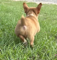 Frankie, a male Pembroke Welsh Corgi for sale in Mobile, AL – 2 of 6