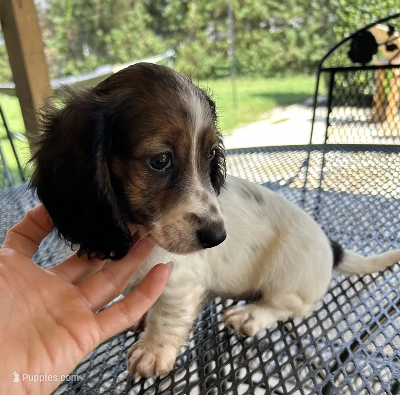 Molly – Miniature Dachshund puppy for sale in Mobile, AL