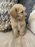 Lulu, a female Maltipoo for sale in Mobile, AL – 4 of 5