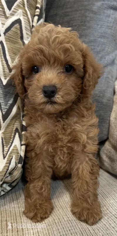 Milo – Poodle - Toy  puppy for sale in Mobile, AL