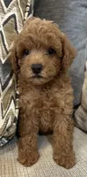 Milo, a male Poodle - Toy  for sale in Mobile, AL – 1 of 2