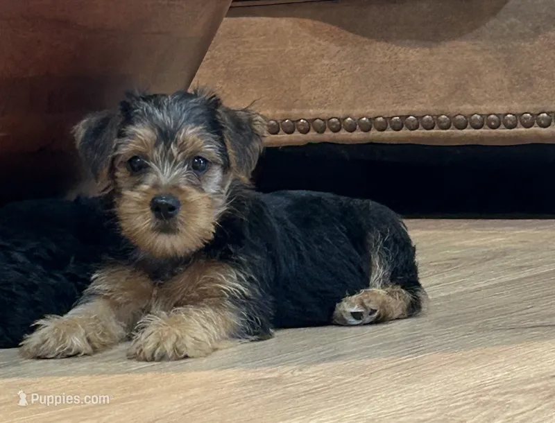 Daisy – Yorkshire Terrier puppy for sale in Mobile, AL