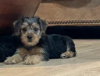 Scout, a male Yorkshire Terrier for sale in Mobile, AL – 1 of 7