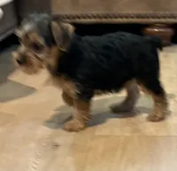 Scout, a male Yorkshire Terrier for sale in Mobile, AL – 7 of 7