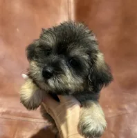 Snicker Doodle , a male Schnoodle for sale in Mobile, AL – 7 of 8