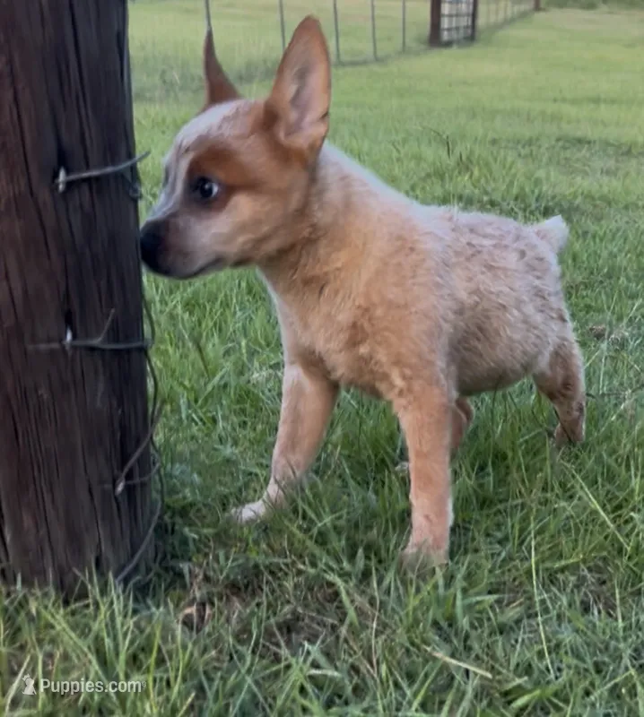 Ace – Australian Cattle Dog puppy for sale in Mobile, AL