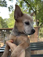 Waylon, a male Australian Cattle Dog for sale in Mobile, AL – 2 of 3