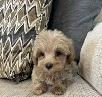 Marvie, a male Maltipoo for sale in Mobile, AL – 4 of 4