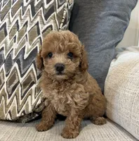 Milly, a female Poodle - Toy  for sale in Mobile, AL – 2 of 4
