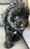 Max, a male Poodle - Toy  and Toy Australian Shepherd for sale in Mobile, AL – 6 of 7