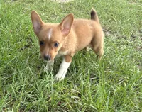 Frankie, a male Pembroke Welsh Corgi for sale in Mobile, AL – 3 of 6