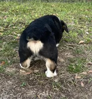 Milo, a male Pembroke Welsh Corgi for sale in Mobile, AL – Photo 4 of 6