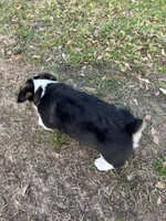 Milo, a male Pembroke Welsh Corgi for sale in Mobile, AL – Photo 5 of 6