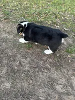 Milo, a male Pembroke Welsh Corgi for sale in Mobile, AL – Photo 6 of 6