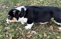 Milo, a male Pembroke Welsh Corgi for sale in Mobile, AL – Photo 2 of 6