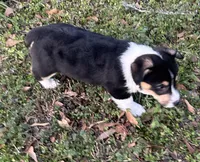 Milo, a male Pembroke Welsh Corgi for sale in Mobile, AL – Photo 3 of 6