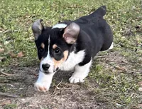 Milo, a male Pembroke Welsh Corgi for sale in Mobile, AL – Photo 1 of 6