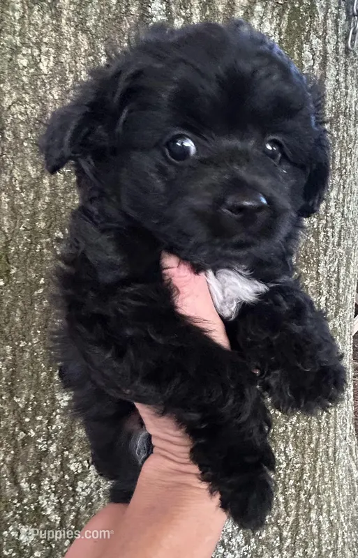 Luna – Poodle - Toy , Toy Australian Shepherd puppy for sale in Mobile, AL