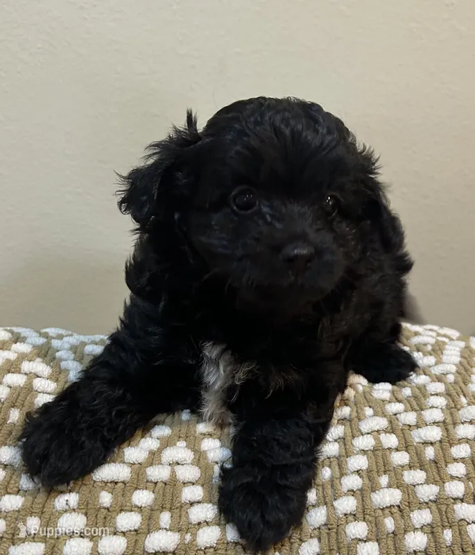Luna – Poodle - Toy , Toy Australian Shepherd puppy for sale in Mobile, AL