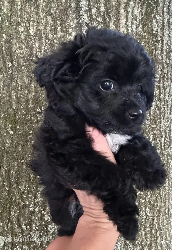 Luna – Poodle - Toy , Toy Australian Shepherd puppy for sale in Mobile, AL