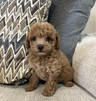 Milly, a female Poodle - Toy  for sale in Mobile, AL – 4 of 4