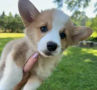 Ben, a male Pembroke Welsh Corgi for sale in Mobile, AL – 1 of 1