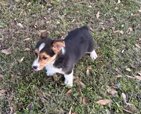 Max, a male Pembroke Welsh Corgi for sale in Mobile, AL – Photo 7 of 7