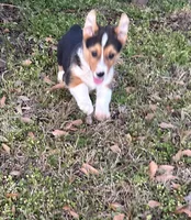 Max, a male Pembroke Welsh Corgi for sale in Mobile, AL – Photo 2 of 7