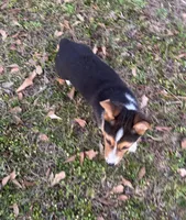 Max, a male Pembroke Welsh Corgi for sale in Mobile, AL – Photo 6 of 7
