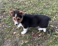 Max, a male Pembroke Welsh Corgi for sale in Mobile, AL – Photo 1 of 7