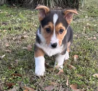 Max, a male Pembroke Welsh Corgi for sale in Mobile, AL – Photo 3 of 7