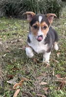 Max, a male Pembroke Welsh Corgi for sale in Mobile, AL – Photo 5 of 7