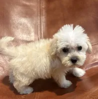 Snoodle, a male Schnoodle for sale in Mobile, AL – 2 of 9