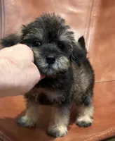 Snicker Doodle , a male Schnoodle for sale in Mobile, AL – 2 of 8