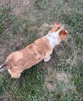 Lainey, a female Pembroke Welsh Corgi for sale in Mobile, AL – 5 of 8