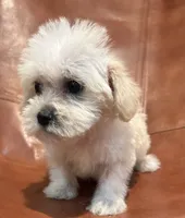 Snoodle, a male Schnoodle for sale in Mobile, AL – 7 of 9