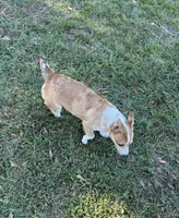Tator, a female Pembroke Welsh Corgi for sale in Mobile, AL – 2 of 3