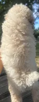 Coco, a male Poodle - Toy  for sale in Mobile, AL – 4 of 4