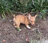 Frankie, a male Pembroke Welsh Corgi for sale in Mobile, AL – 5 of 6